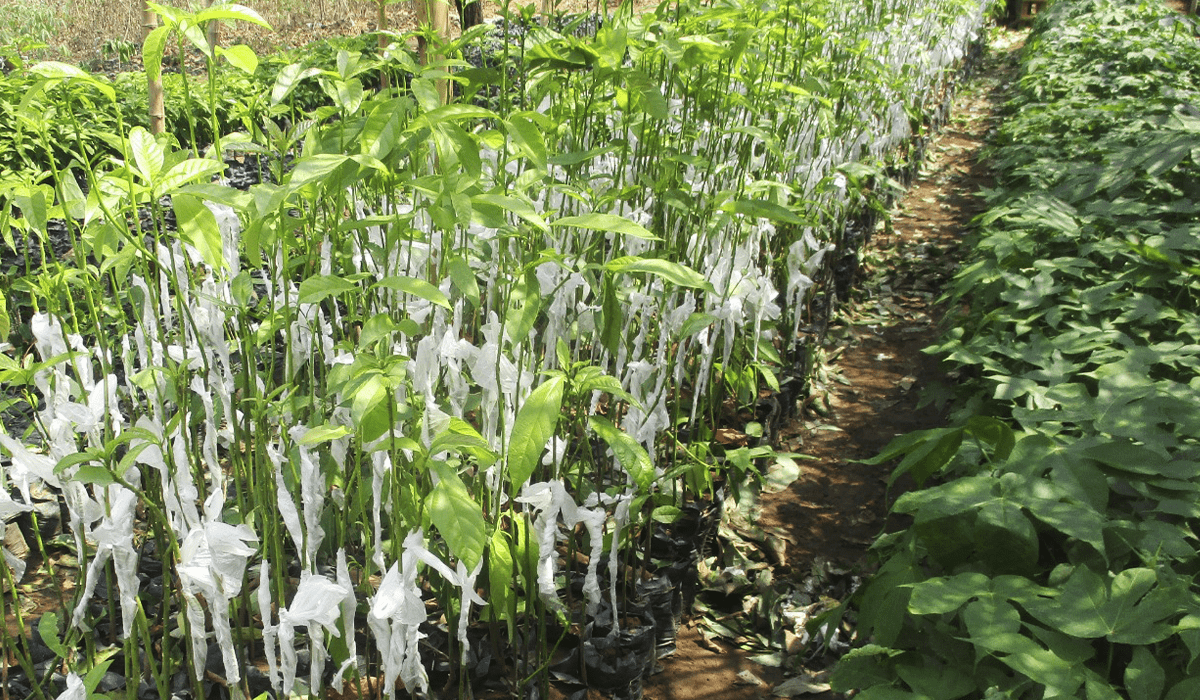 The exciting grafting process for avocado and mango seedlings in Cameroon